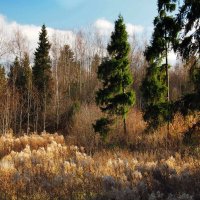 Солнце в лесу :: Александр Зиновьев