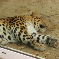 Дневной сон леопарда :: Нина Бутко