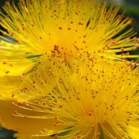 Зверобой чашечковидный Hypericum calycinum :: wea *