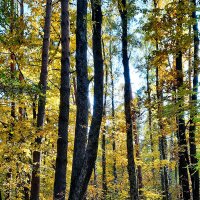 Осень в лесу :: Irene Irene