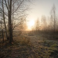 Солнце в тумане :: Олег Пученков