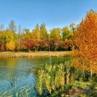 Осень на пруду :: Mikhail Irtyshskiy