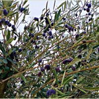 Поспевшие оливки. :: Валерия Комова