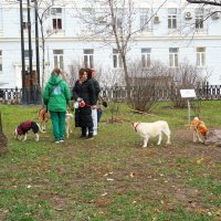 Прогулка с собаками :: Леонид leo