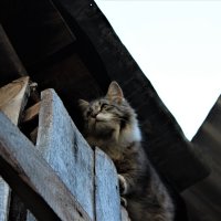 Деревенская красавица кошка выскочила! Глаза выпучила. :: Ирина Климченкова