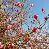 Что цветет в Сочи в апреле :: Елена (ЛенаРа)