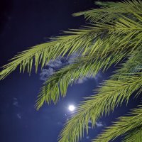 Луна прячется за пальмой! :: Ольга .