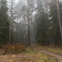 Лес, туман :: IRINA 
