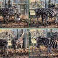 Трёхцветные зебры :: Нина Бутко