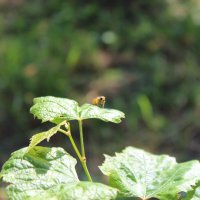 Виноградный лист на котором сидит пчела :: Ирина Климченкова