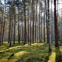 Утро в Полесье :: Елена Кирьянова