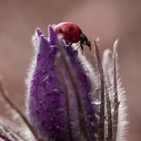 ... :: Оксана Расторгуева