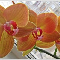 Орхидея :: Лариса 