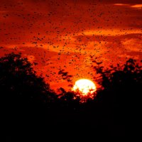 Взволнованная стая птиц на закате :: Анатолий Клепешнёв
