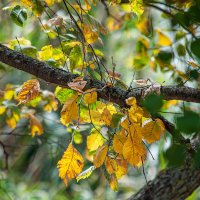 Фотозарисовка :: Владимир Кроливец