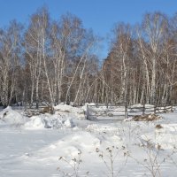 Зима в Боровских лесах :: Георгиевич 