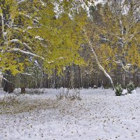 Первый снег :: Nina Karyuk