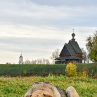 Собака на сене :: Ольга Александрова