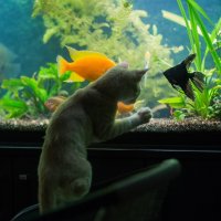 Кошка изучает аквариум :: Елена Саливон
