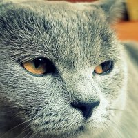 Мой котик... :: Александр Шимохин