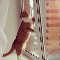 Окно – кошачий телевизор. :: Ирина Климченкова
