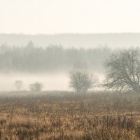 В тумане :: ирина лузгина 