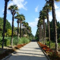 Пальмовая аллея в Никитском ботаническом саду :: Лидия Бусурина