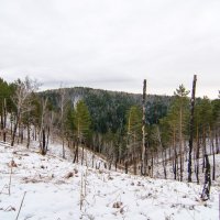 Последствия лесного пожара :: Вадим Басов