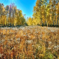Осенняя поляна :: Mikhail Irtyshskiy
