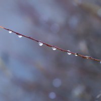 frozen drops :: Zinovi Seniak