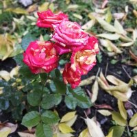 Осень, розы :: Екатерина 