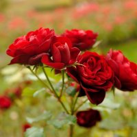 розы в октябре... :: Андрей Вестмит