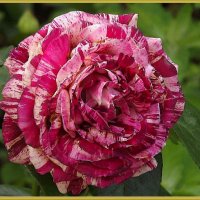 Роза символ совершенства,роза символ красоты! :: Нина Андронова