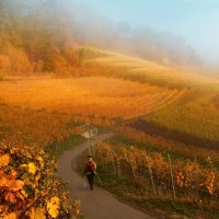 foggy autumn :: Elena Wymann