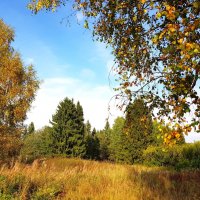 Ранняя осень в районе Судиславля Костромской области :: ГЕНРИХ 