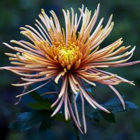 chrysanthemum :: Zinovi Seniak