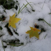 Первый снег :: Ольга 