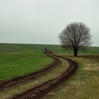 Предзимье. :: Сергей Мартьяхин