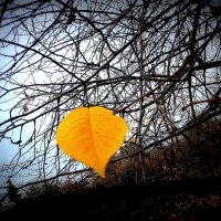 Осенний лист всегда на грани срыва.... :: TAMARA КАДАНОВА