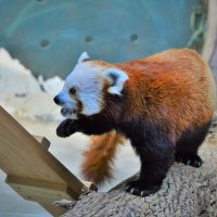 Красная панда :: Константин Анисимов