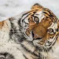 Амурская тигрица Лапа. :: аркадий 