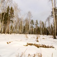 Прогулки по тайге. :: Вадим Басов