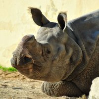 Носорог в зоопарке г.Лиссабон :: azambuja 
