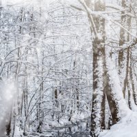 Зимняя речка в лесу :: Anna Makarenkova 