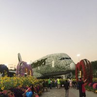 Выставка цветов в Дубае :: minchanka 