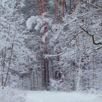 по зимнему лесу :: Александр Прокудин
