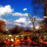 Осенние хризантемы :: Машасуралмаша 