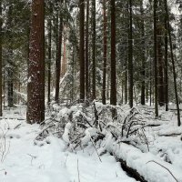 В зимнем лесу... :: Владимир Шошин