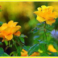 Жёлтые розы :: Ольга (crim41evp)
