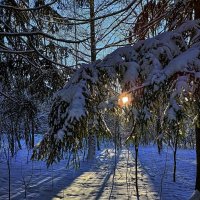 Зимнее утро в лесу. :: Александр Романов 